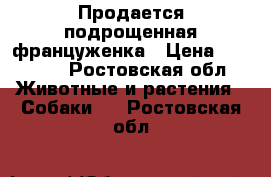 Продается подрощенная француженка › Цена ­ 10 000 - Ростовская обл. Животные и растения » Собаки   . Ростовская обл.